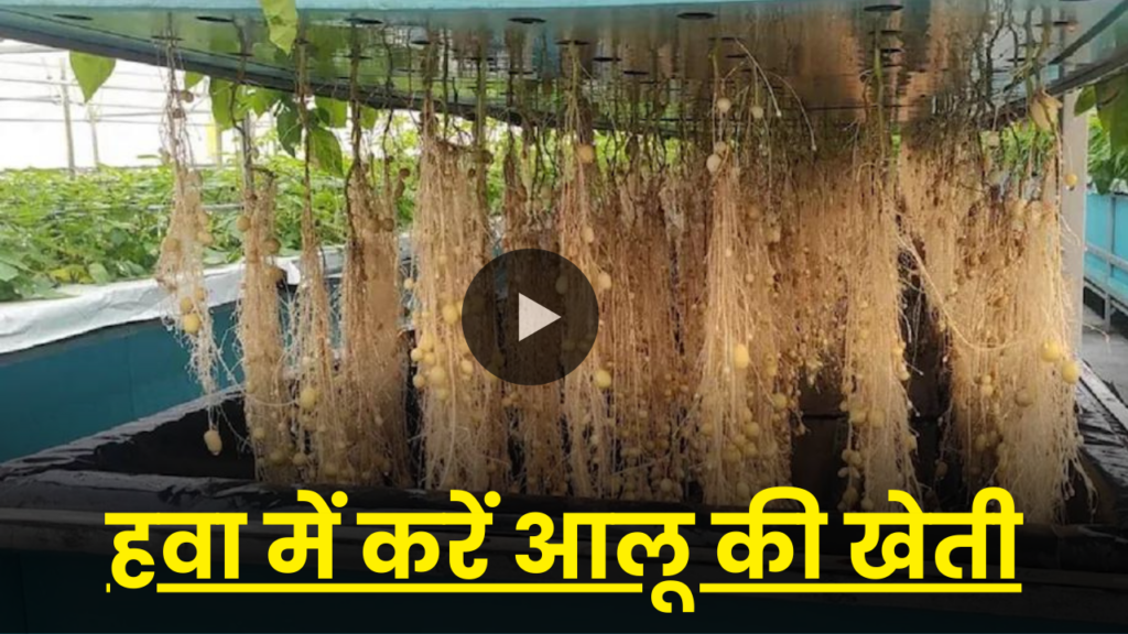 ना मिट्टी ना ही होगी जमीन की जरूरत, हवा में ऐसे करें आलू की खेती, जानें क्या है तरीका 2 aeroponic potato farming