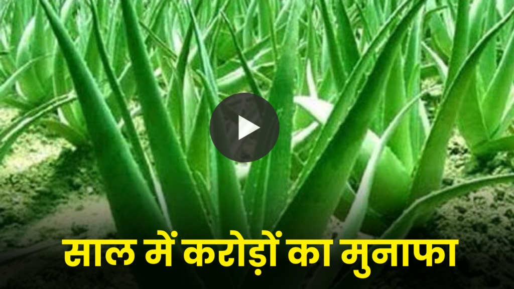 इस सीक्रेट तरीके से करें एलो वेरा की खेती, कमाई लाखो में नही करोड़ो में होगी 2 aloe vera farming business idea hindi full details
