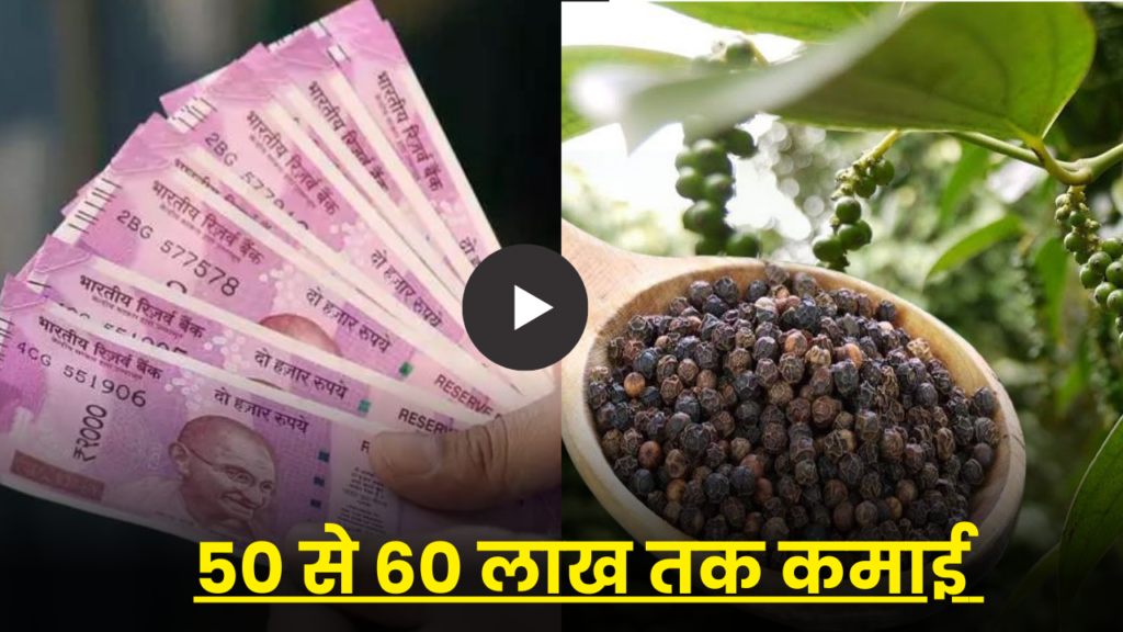 सिर्फ 10,000 रुपये में घर बैठे शुरू करें ये बिजनेस, हर महीने कमाएं लाखों रुपये 2 black-pepper-kali-mirch-farming business idea hindi