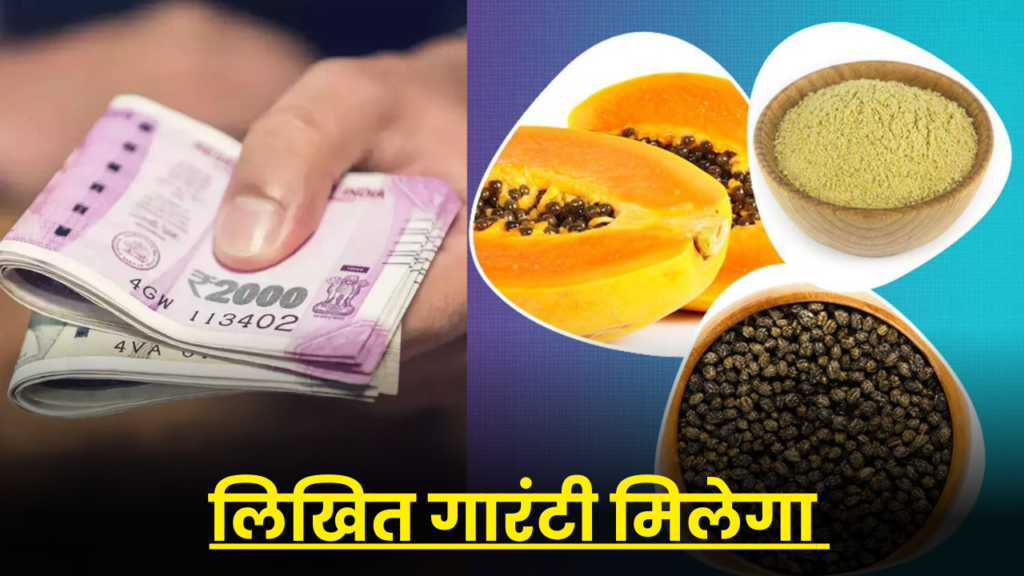 सिर्फ 800 रुपए में घर से शुरू करें ये बिजनेस, 5 लाख महीना कमाई की गारंटी 2 papaya leaves powder business idea hindi full details