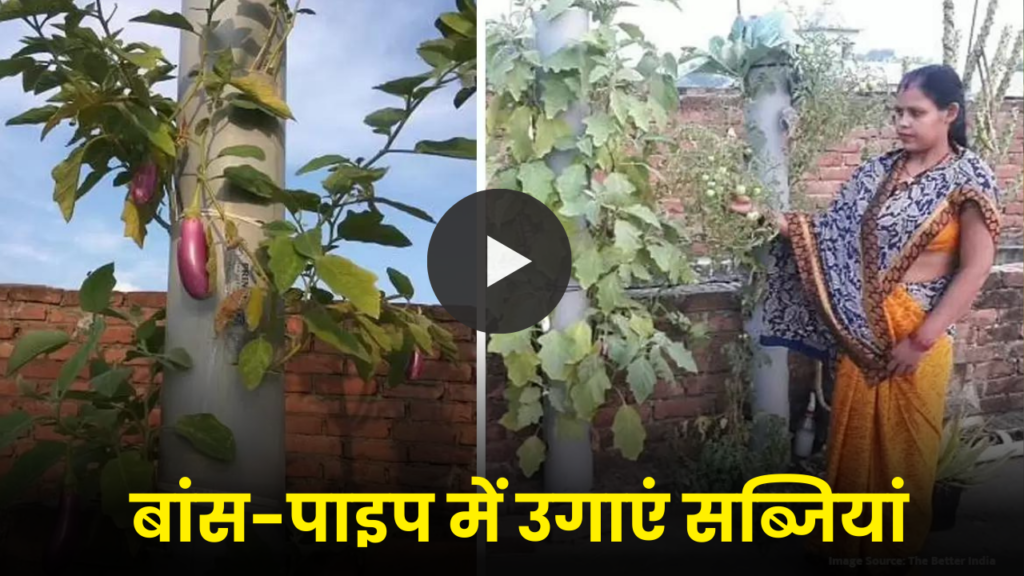 बांस-पाइप में मशरूम से लेकर दूसरी सब्जियां उगाती है महिला, कमा रहीं हैं लाखों में 2 Sunita-grows-vegetables-in-bamboo-and-pipes-success-story