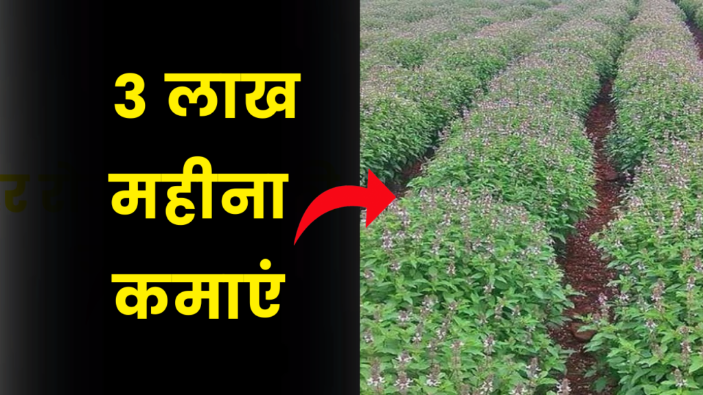 यह बिजनेस आपको दे रहा है लाखों रूपये महीना कमाने का मौका, जाने कैसे 2 Tulsi Farming Business idea earn money in lakh