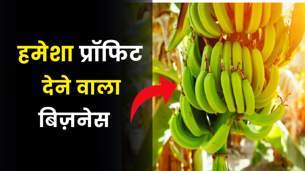 कम निवेश के साथ शुरू करें केला फार्मिंग का बिजनेस, होगी तगड़ी कमाई 2 banana farming business idea