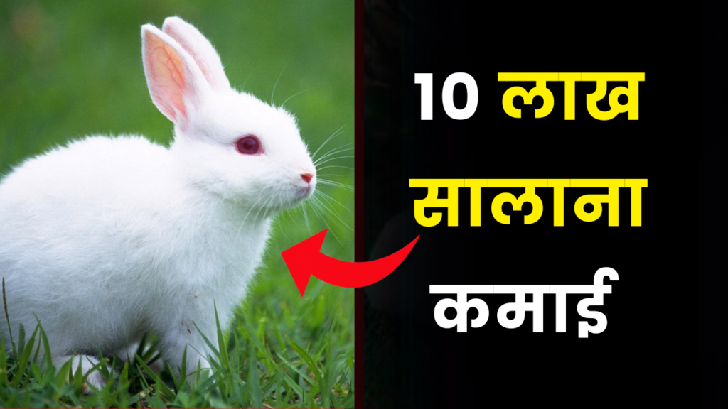 खरगोश कराएगा मोटी कमाई, हर साल मिलेंगे 10 लाख रुपये 2 Rabbit Farming Business idea earn 10 crores